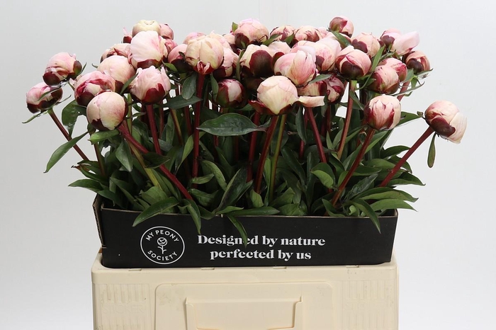<h4>Paeonia Lact. Reine Hortense</h4>