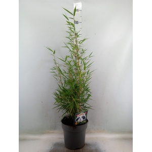 Fargesia robusta 'Campbell'