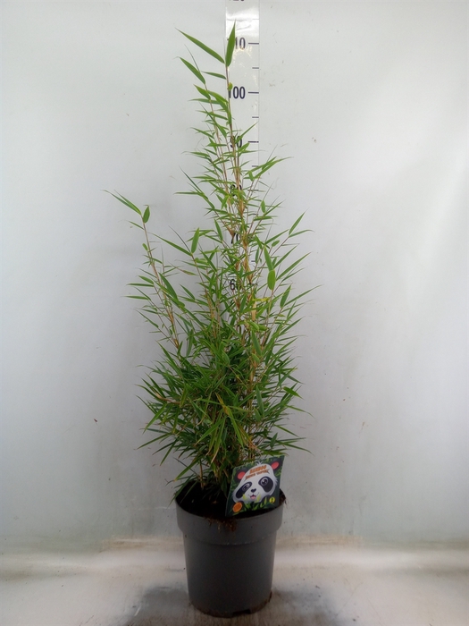 <h4>Fargesia robusta 'Campbell'</h4>