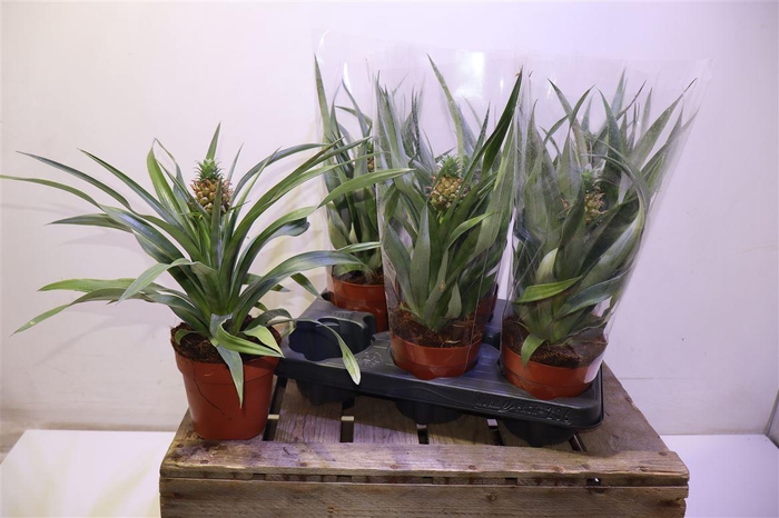 <h4>arr8 Ananas Mi Amigo</h4>