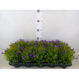 Campanula porten. 'Get Mee'