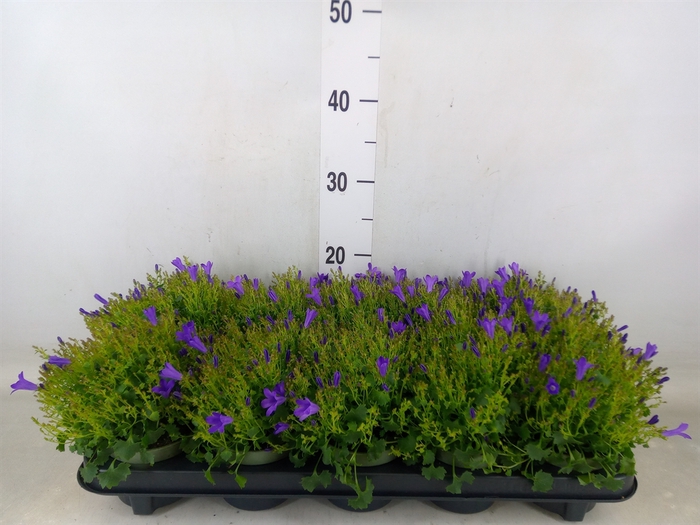 <h4>Campanula porten. 'Get Mee'</h4>