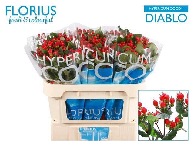 <h4>Hypericum Coco Diablo</h4>