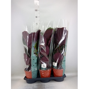 Calathea  'Medallion'