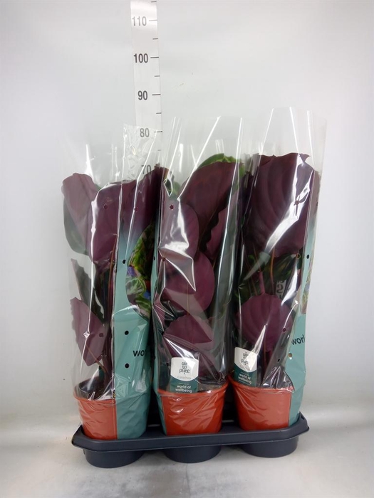 <h4>Calathea  'Medallion'</h4>