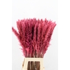 DF Pampas Silvy O.Pink