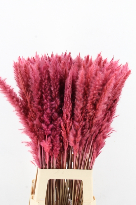 <h4>DF Pampas Silvy O.Pink</h4>