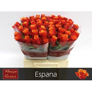 R Gr Espana@