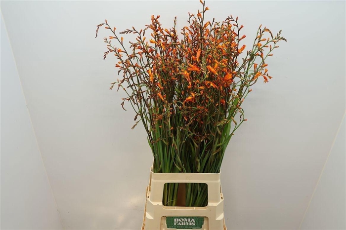 <h4>Crocos Lucifer</h4>