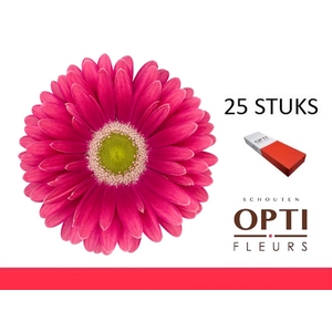 GE GR UNIQUE-Doosx25