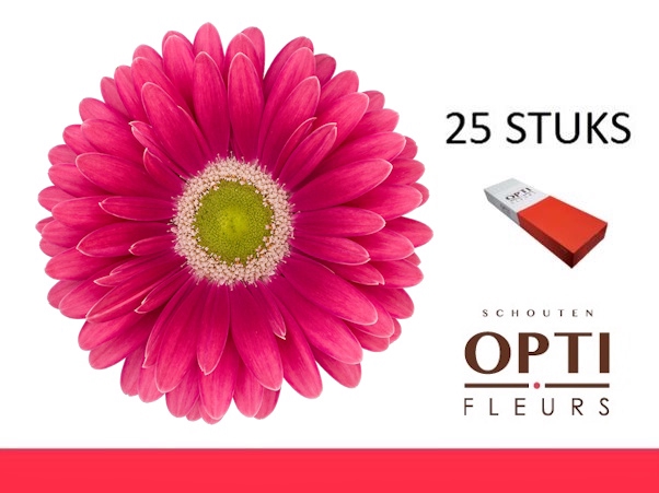 <h4>GE GR UNIQUE-Doosx25</h4>