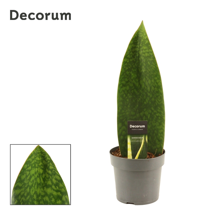 <h4>Sansevieria Masoniana 14 cm Green (Decorum)</h4>