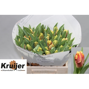 TU PA DEE JAY PARROT