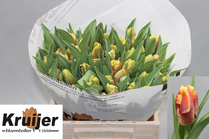 <h4>TU PA DEE JAY PARROT</h4>