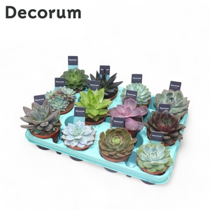 Echeveria Mix (decorum)
