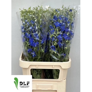 DELPH EN VOLKERFRIED