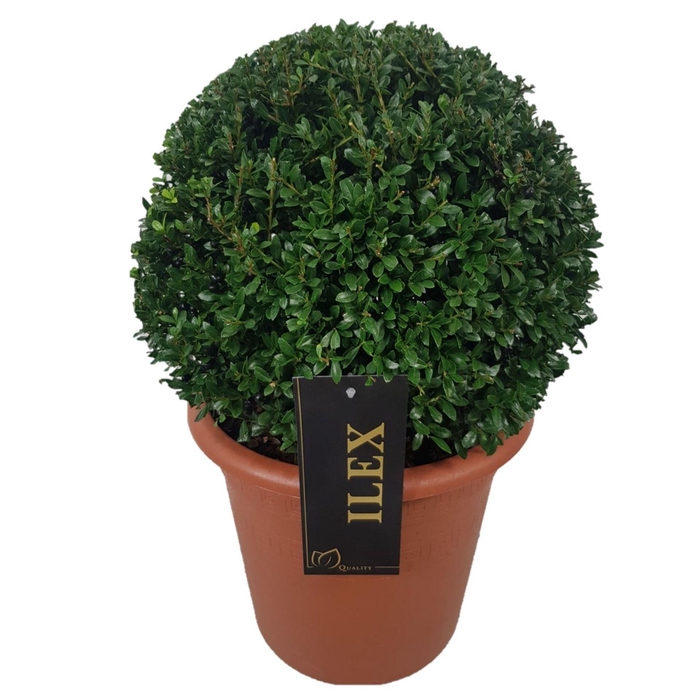 Ilex crenata Stokes