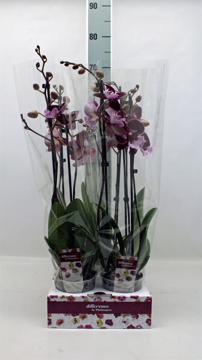 <h4>Phalaenopsis   ...</h4>