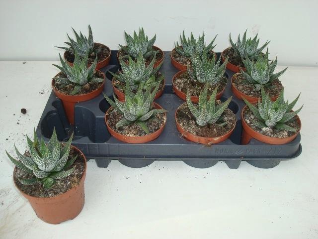 <h4>HAWO F CONCOLOR</h4>