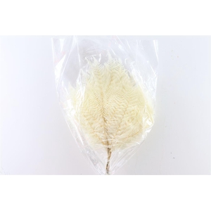 Pres Bracken Fern 10pc Bleached Bunch