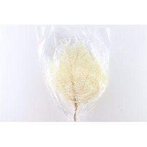 Pres Bracken Fern 10pc Bleached Bunch