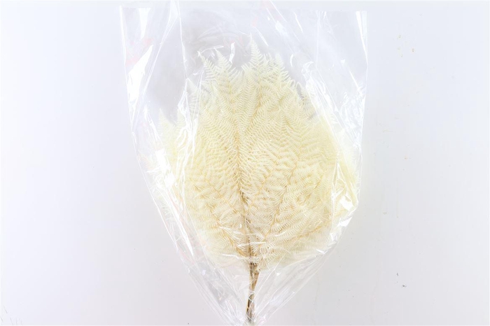<h4>Pres Bracken Fern 10pc Bleached Bunch</h4>