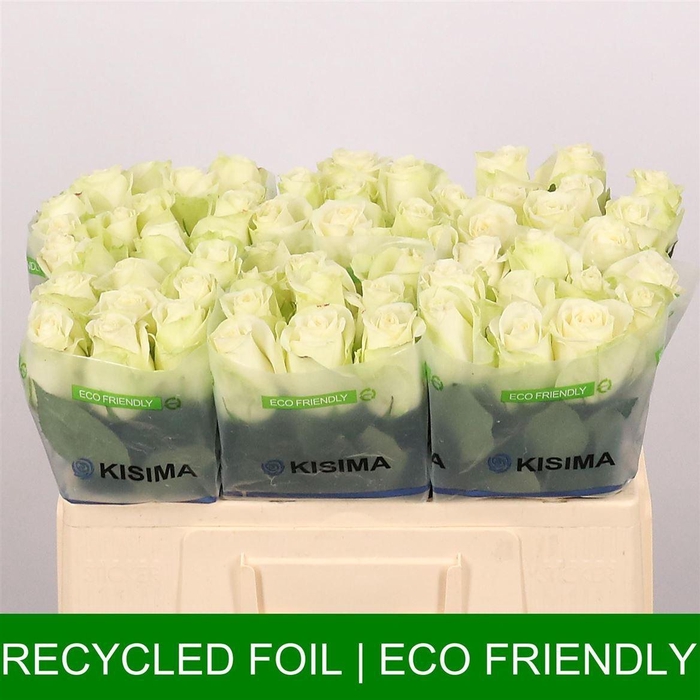 <h4>R Gr Snowstorm+</h4>