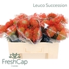 Leuco Succession