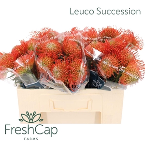 Leuco Succession