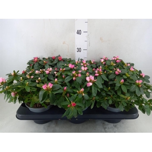 Rhododendron sim. 'Hellmut V' .mix