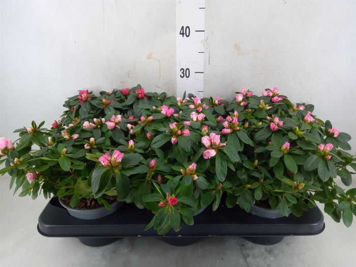 <h4>Rhododendron sim. 'Hellmut V' .mix</h4>