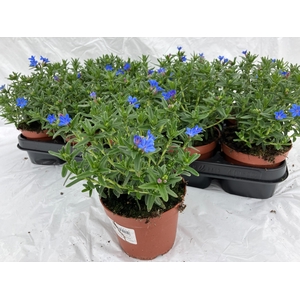 GLANDO DIF HEAVEN BL