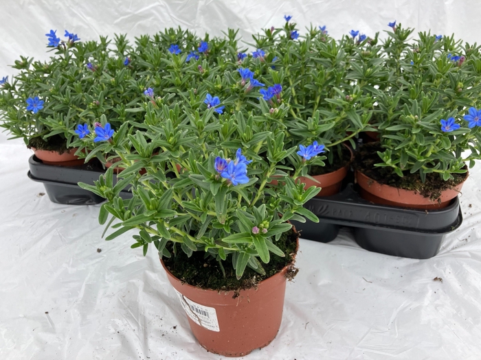 <h4>GLANDO DIF HEAVEN BL</h4>