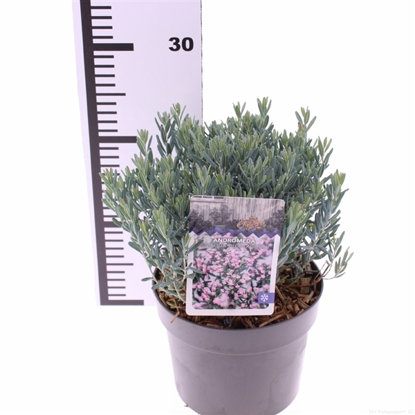 <h4>Andromeda polifolia 'Blue Lagoon'</h4>