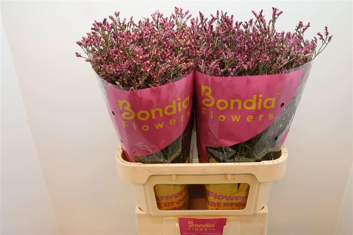 <h4>LIM SIN CHINA RED</h4>