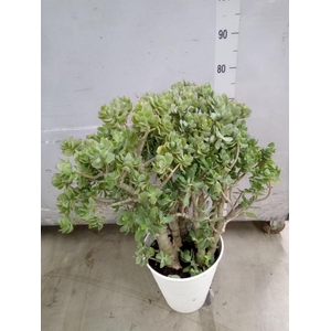 Crassula arborescens