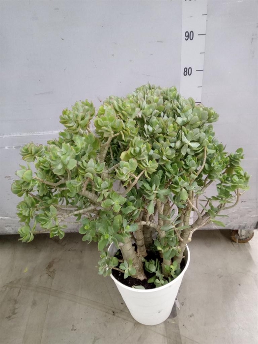 <h4>Crassula arborescens</h4>