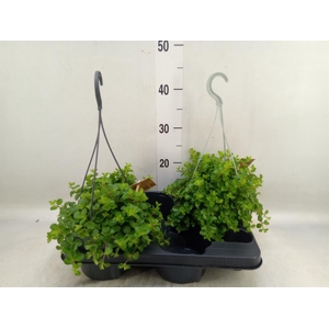 Peperomia rotundifolia