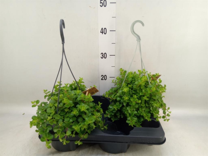 <h4>Peperomia rotundifolia</h4>