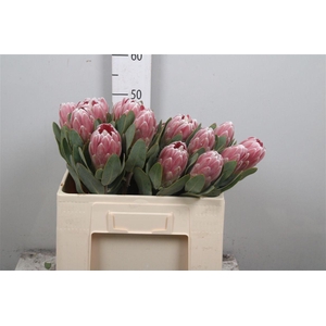Protea Penny Pink