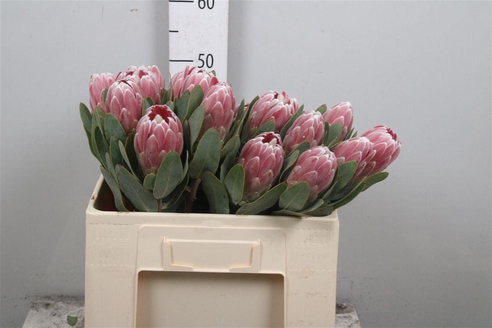 <h4>Protea Penny Pink</h4>