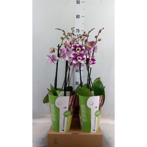 Phalaenopsis   ...lilac