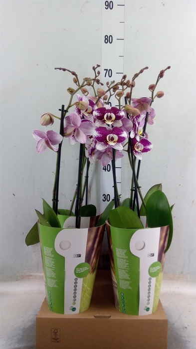 <h4>Phalaenopsis   ...lilac</h4>