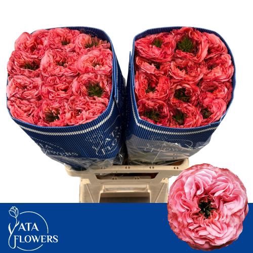 <h4>R GR MANDARIN XPRESS</h4>