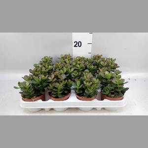 Crassula ovata 'Minor'