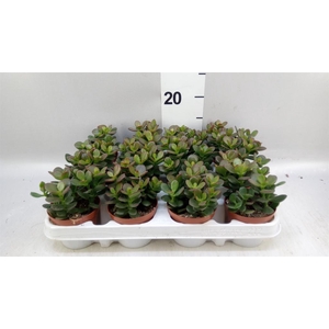 Crassula ovata 'Minor'
