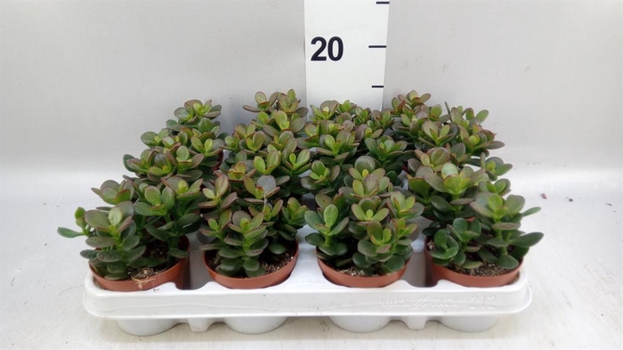 <h4>Crassula ovata 'Minor'</h4>