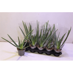 arr8 Aloe Vera