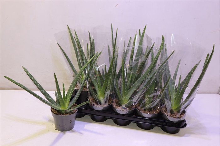 <h4>arr8 Aloe Vera</h4>