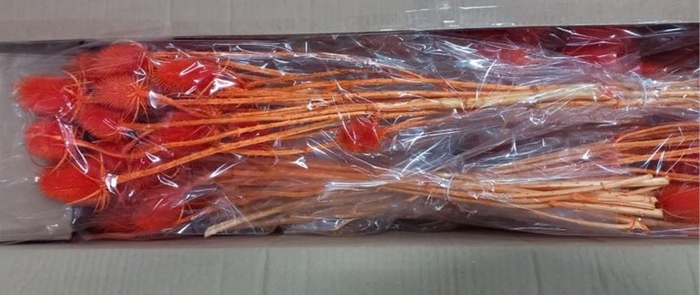 Df Dipsacus Orange Bs 130g